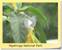 Mgahinga National Park
