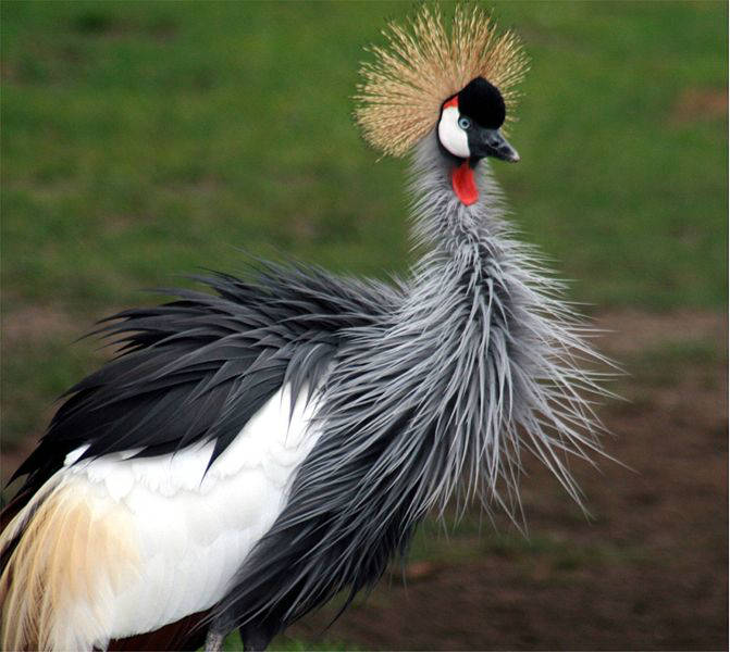 The crested crane. Uganda's National Emblem.